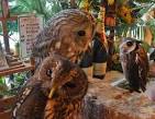 owl-no-mori-0708-10 (2)