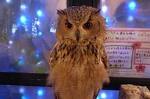 owl-no-mori-0708-51 (2)