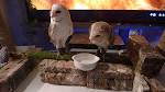 owl-no-mori-0708-7
