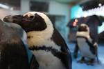 penguin_20160115_b-1024x683