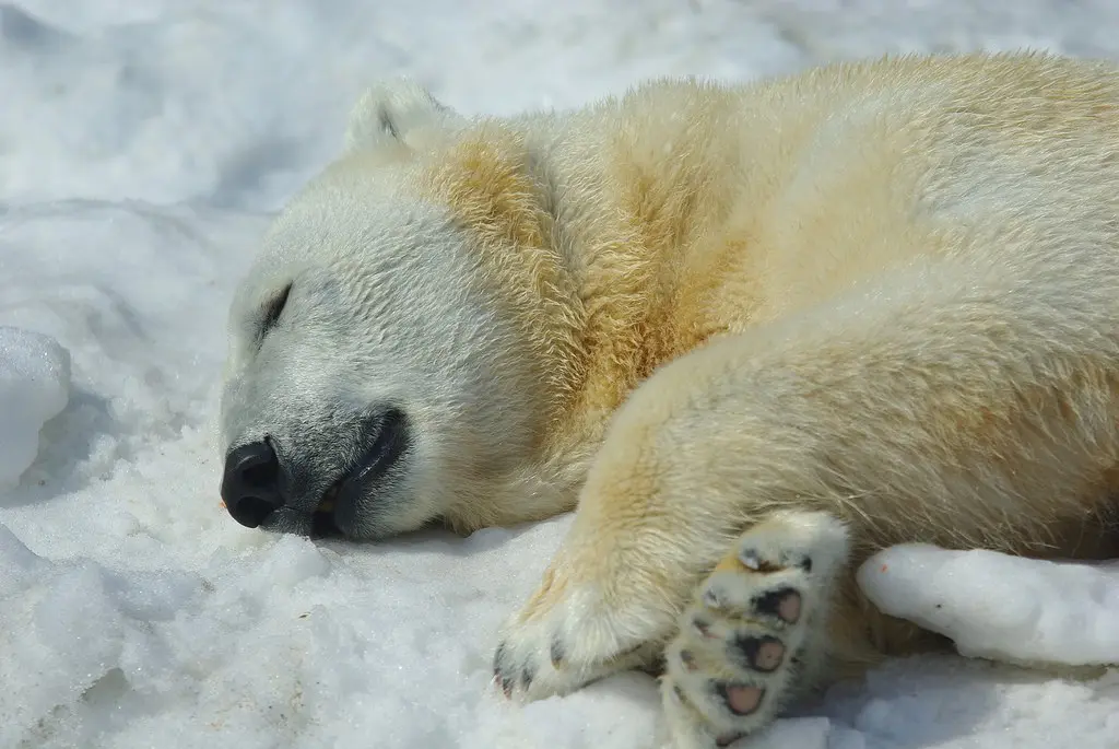 13281486435_fb53db629a_b