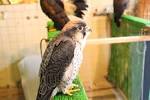 動物餐廳10