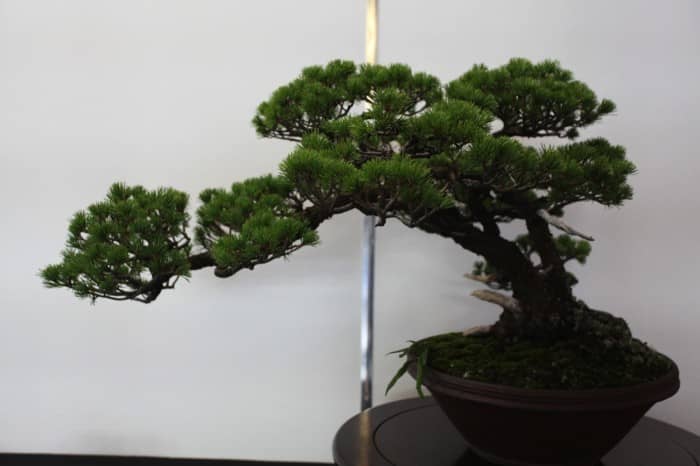 Saitama-bonsai-art-museum_19-700x466