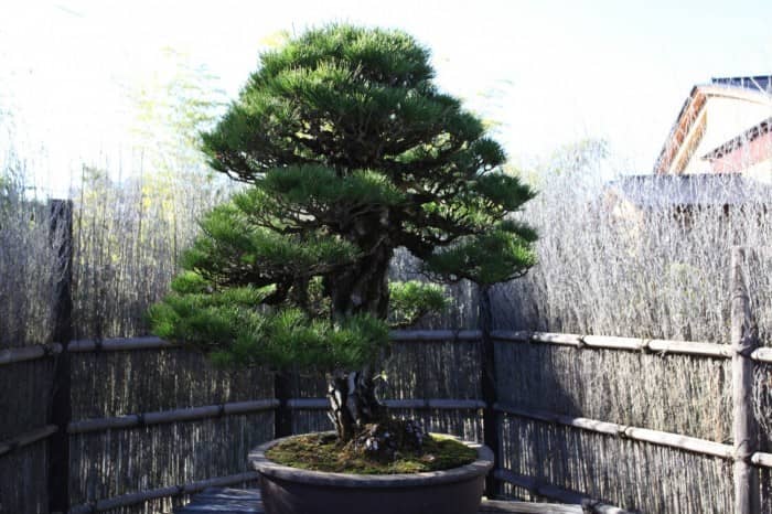 Saitama-bonsai-art-museum_25-700x466