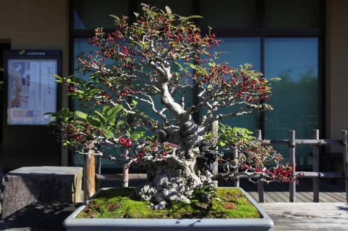 Saitama-bonsai-art-museum_30-700x466