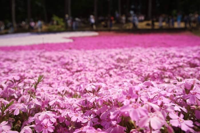 Saitama-hitsujiyama-park-shibazakura-700x466
