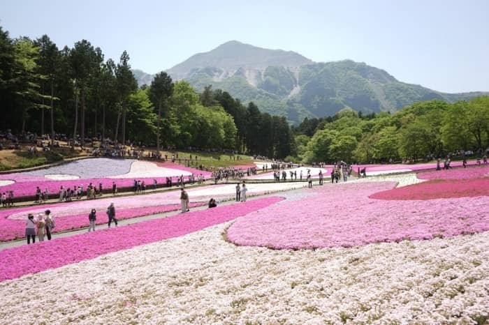 Saitama-hitsujiyama-park-shibazakura3-700x466