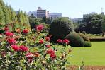 shinjukugyoen_rose20151015