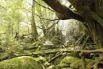 yakushima_20151203_a