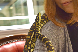 能與蛇共舞的咖啡廳「Tokyo Snake Center」