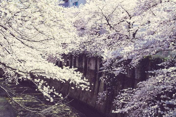 Shimmering Sakura Along The Kanda Riverside, Waseda