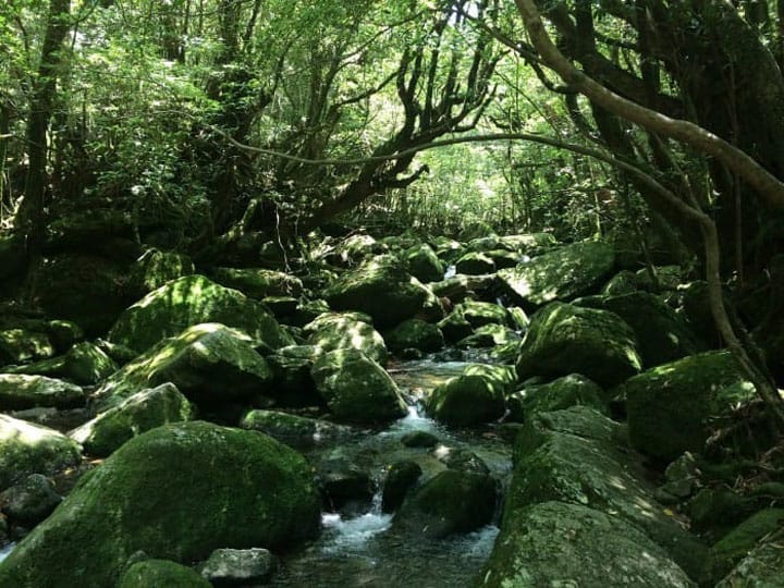 手つかずの自然が残る島、「屋久島」トレッキングを疑似体験!