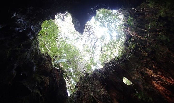【前篇】推定樹齡7200年!在鹿兒島的世界遺產「縄文杉」來場徒步旅遊吧!