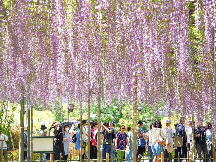『栃木足利花卉公園』紫藤花物語,世界十大夢幻旅遊景點