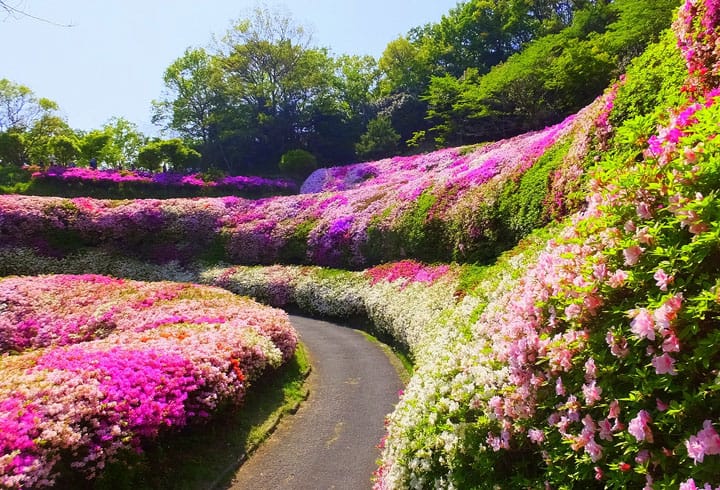 生駒山なるかわ園地をハイキング中に見つけた、つつじの花の海