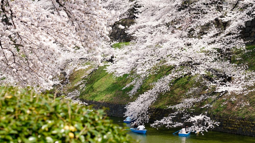 In japan the spring is