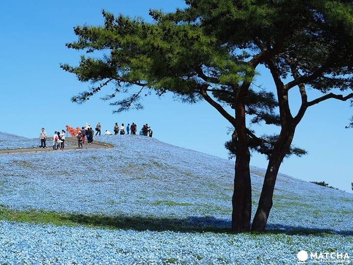 一日遊超簡單！東京近郊推薦景點總整理