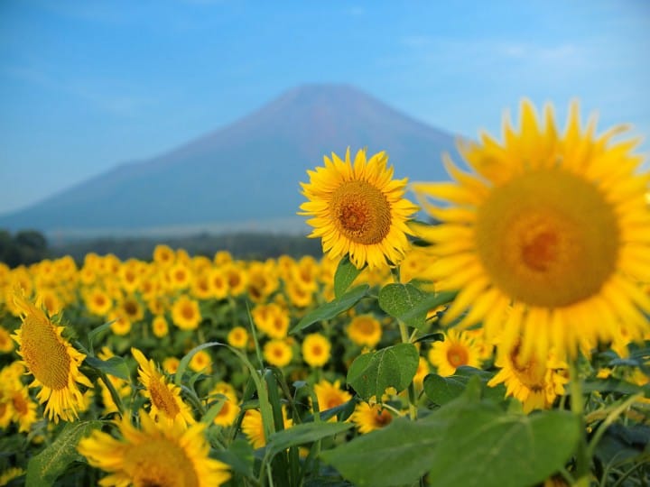 【下書】富士山が見られる場所