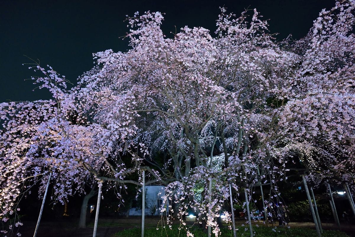 cherry blossoms in Tokyo