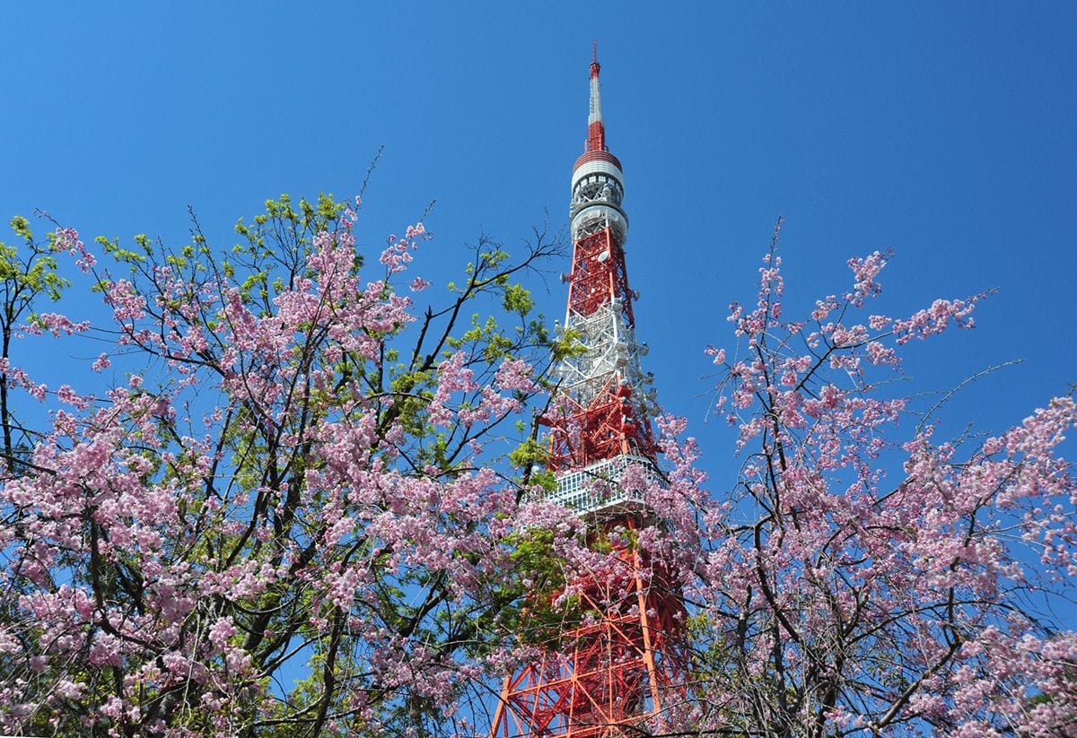 cherry blossoms in Tokyo