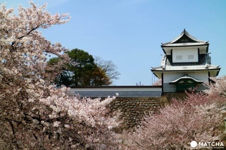 歴史ある街石川県・金沢市で桜を堪能しよう。金沢の桜スポットまとめ