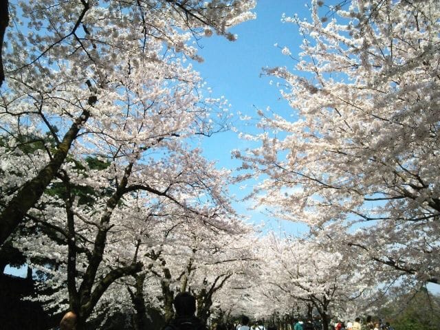 歴史ある街石川県・金沢市で桜を堪能しよう。金沢の桜スポットまとめ