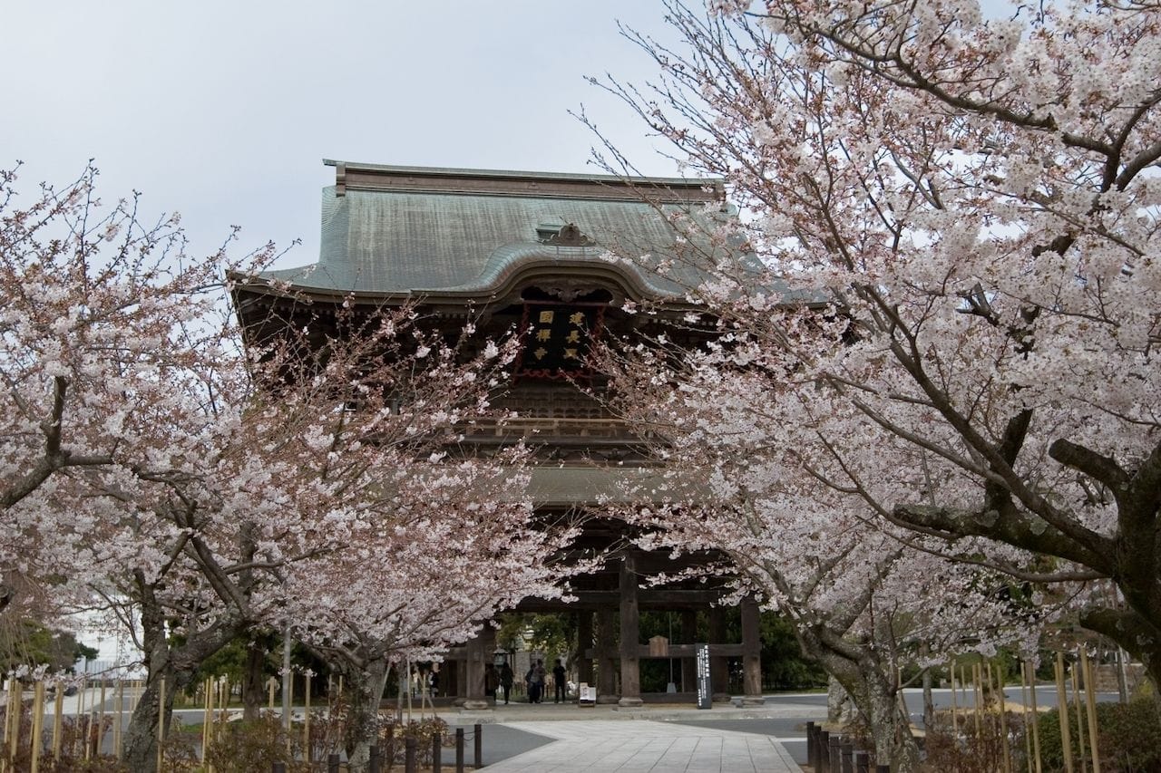 鎌倉・桜の花見