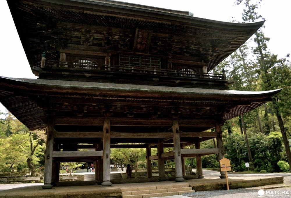 鎌倉之賞櫻景點10選(高徳院,長谷寺,鶴岡八幡宮,建長寺…) 鎌倉・桜の花見