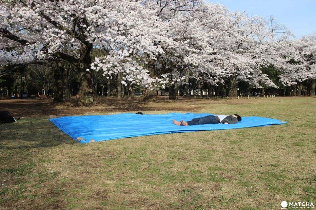 【基礎記事】鎌倉・桜の花見