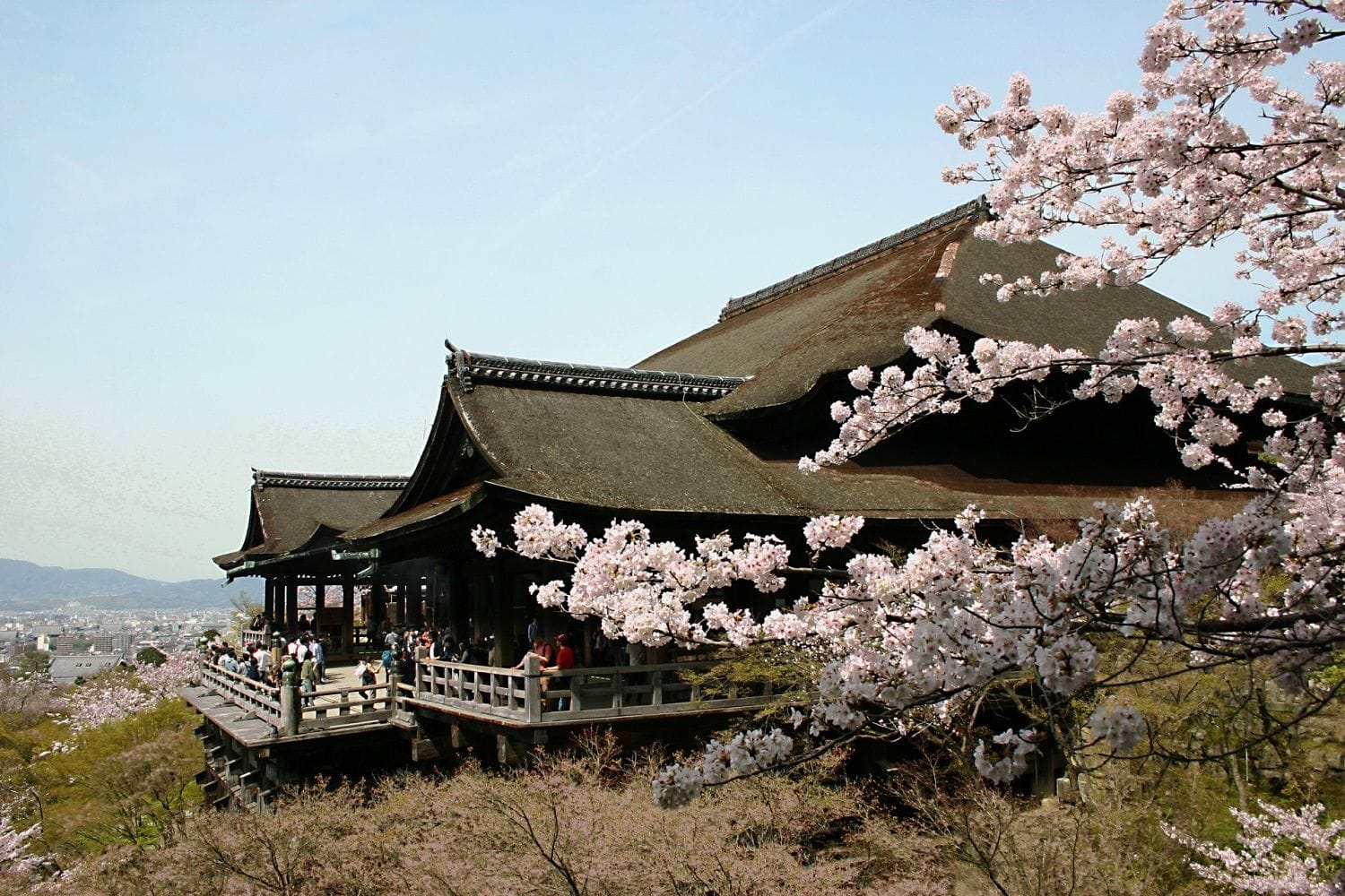 【SAKURA】京都の桜を満喫！花見のベストスポット之楽しむためのヒント
