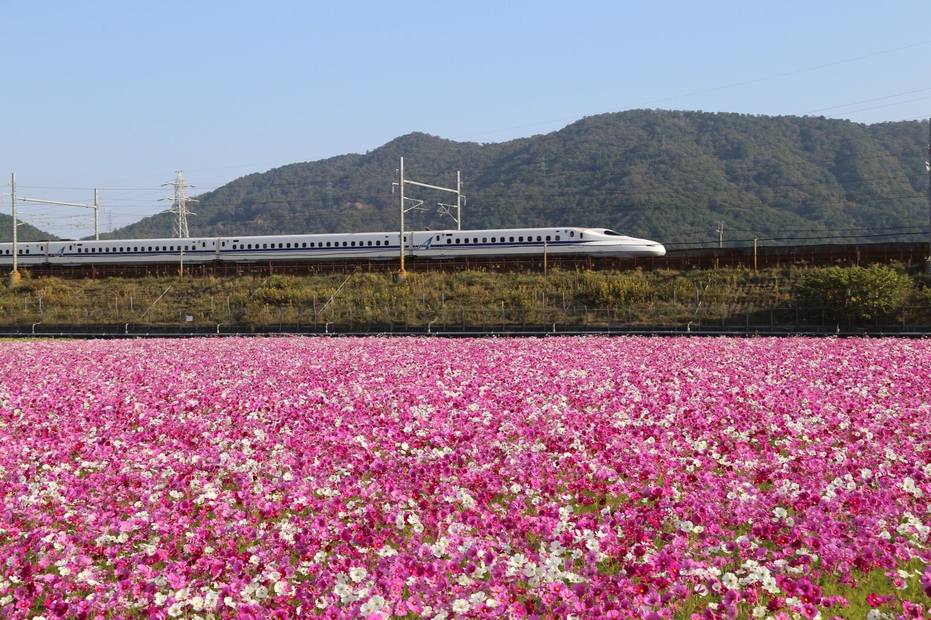 東京、東北、北海道一券搞定!好用划算交通票券3選