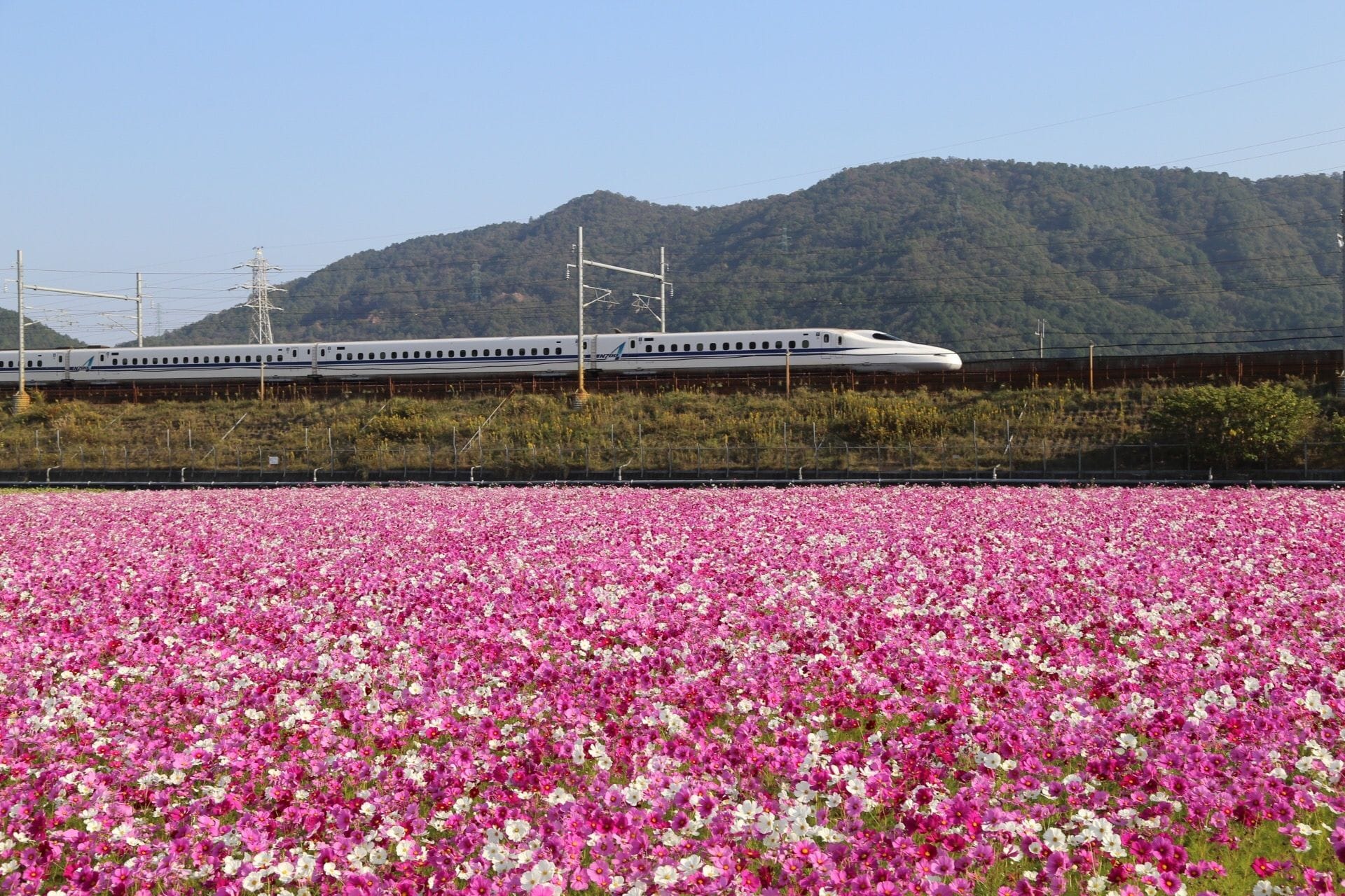 東京、東北、北海道一券搞定！好用划算交通票券3選