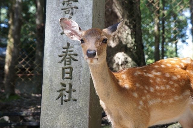 賞味期限が長い!旅行者にぴったりの奈良のおみやげ10選