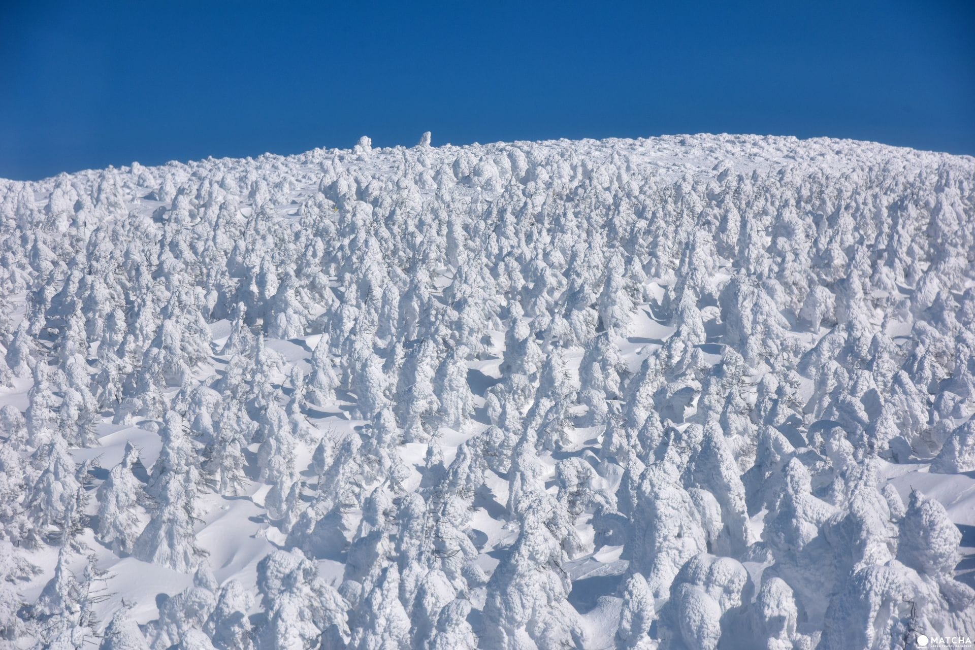 【東北山形】滑雪、溫泉、樹冰一次滿足!山形藏王溫泉