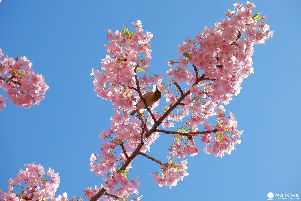 2月・3月でも花見ができる！東京都內の桜スポット