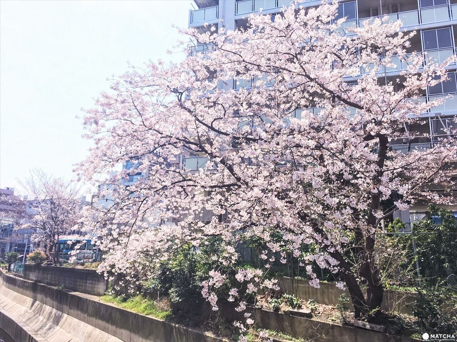 【下書き】東京都心のあまり混んでいない穴場な桜スポット5選