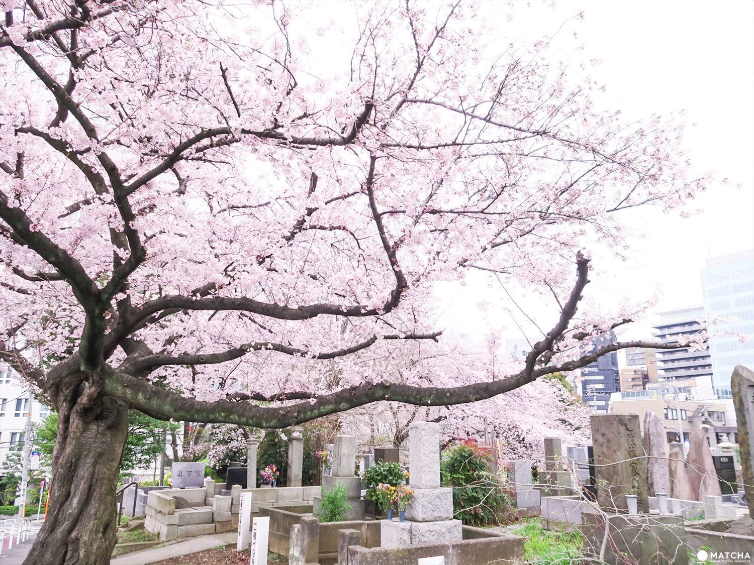 【下書き】東京都心のあまり混んでいない穴場な桜スポット5選