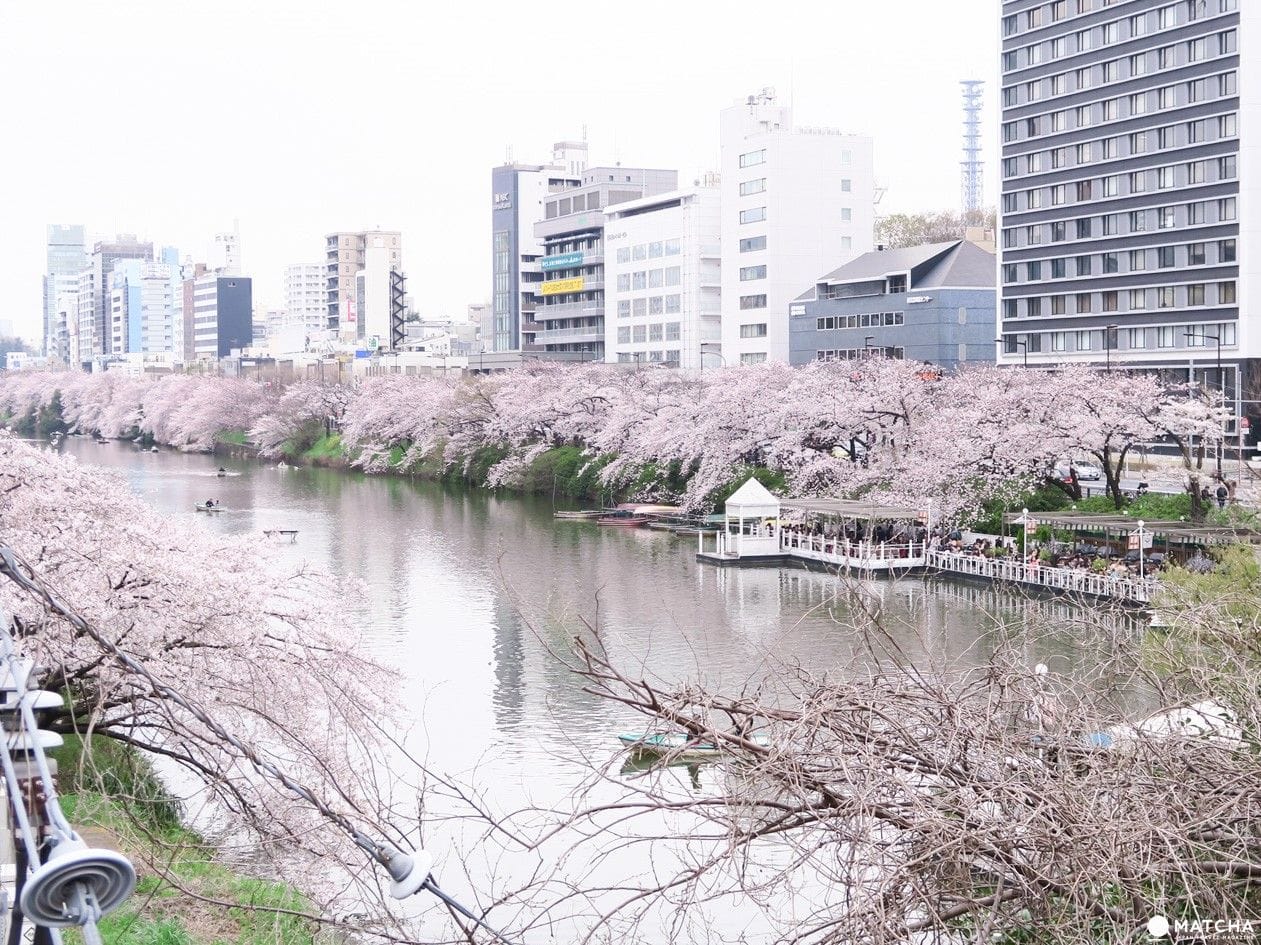 【下書き】東京都心のあまり混んでいない穴場な桜スポット5選