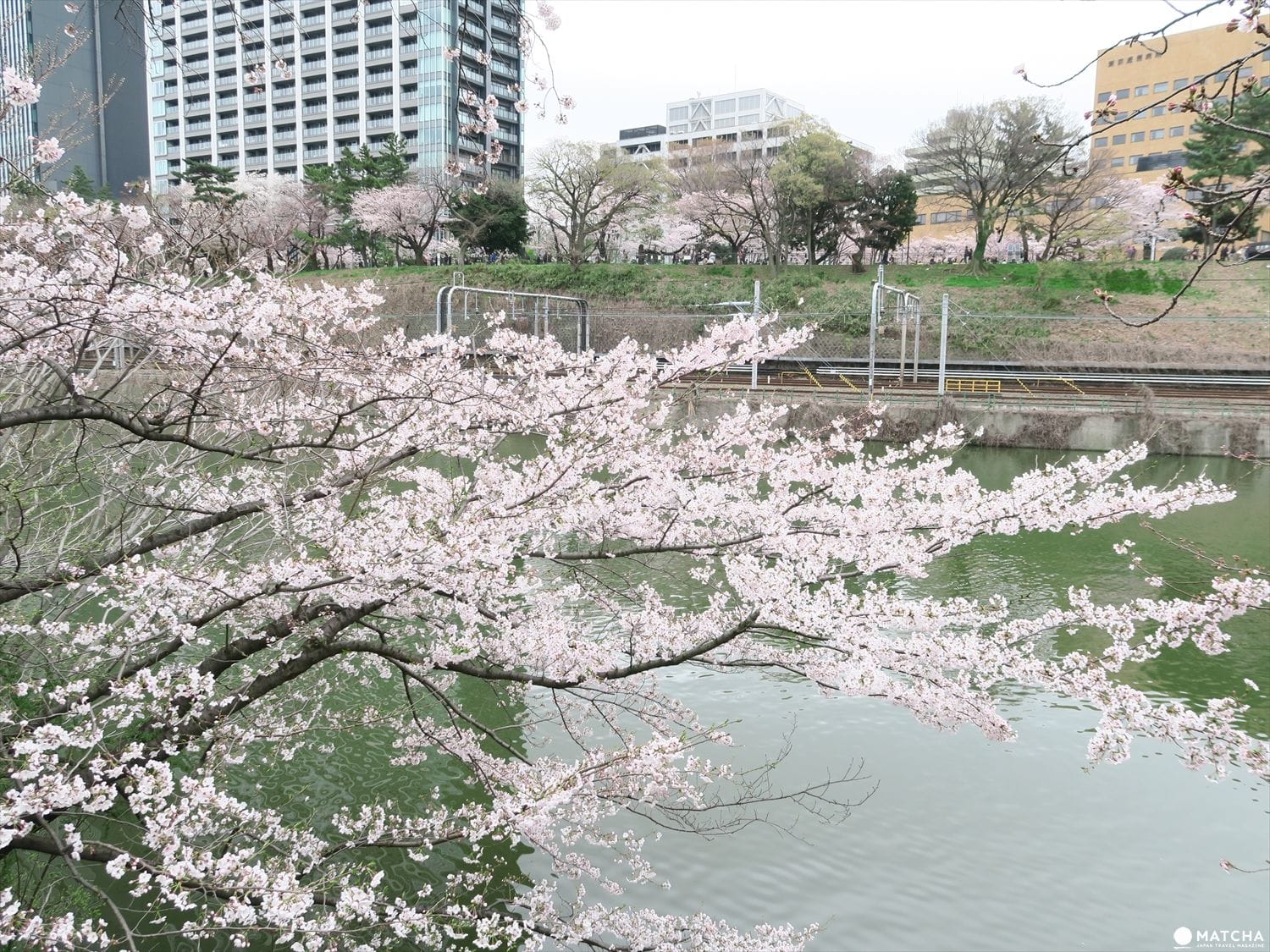 【下書き】東京都心のあまり混んでいない穴場な桜スポット5選