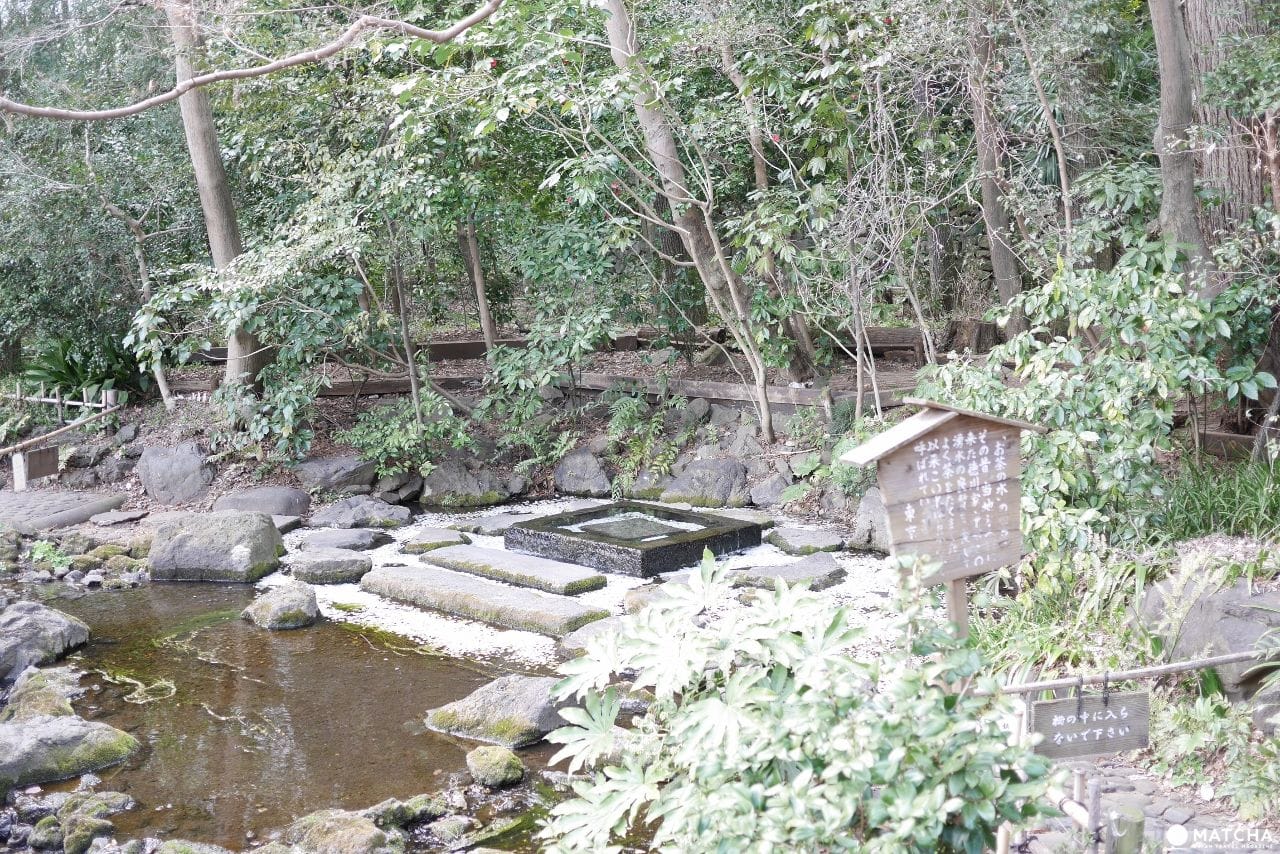 日本櫻花名所百選,吉祥寺「井之頭公園」,春天來這兒踩船、遊湖、賞櫻花! 井之頭お茶の水