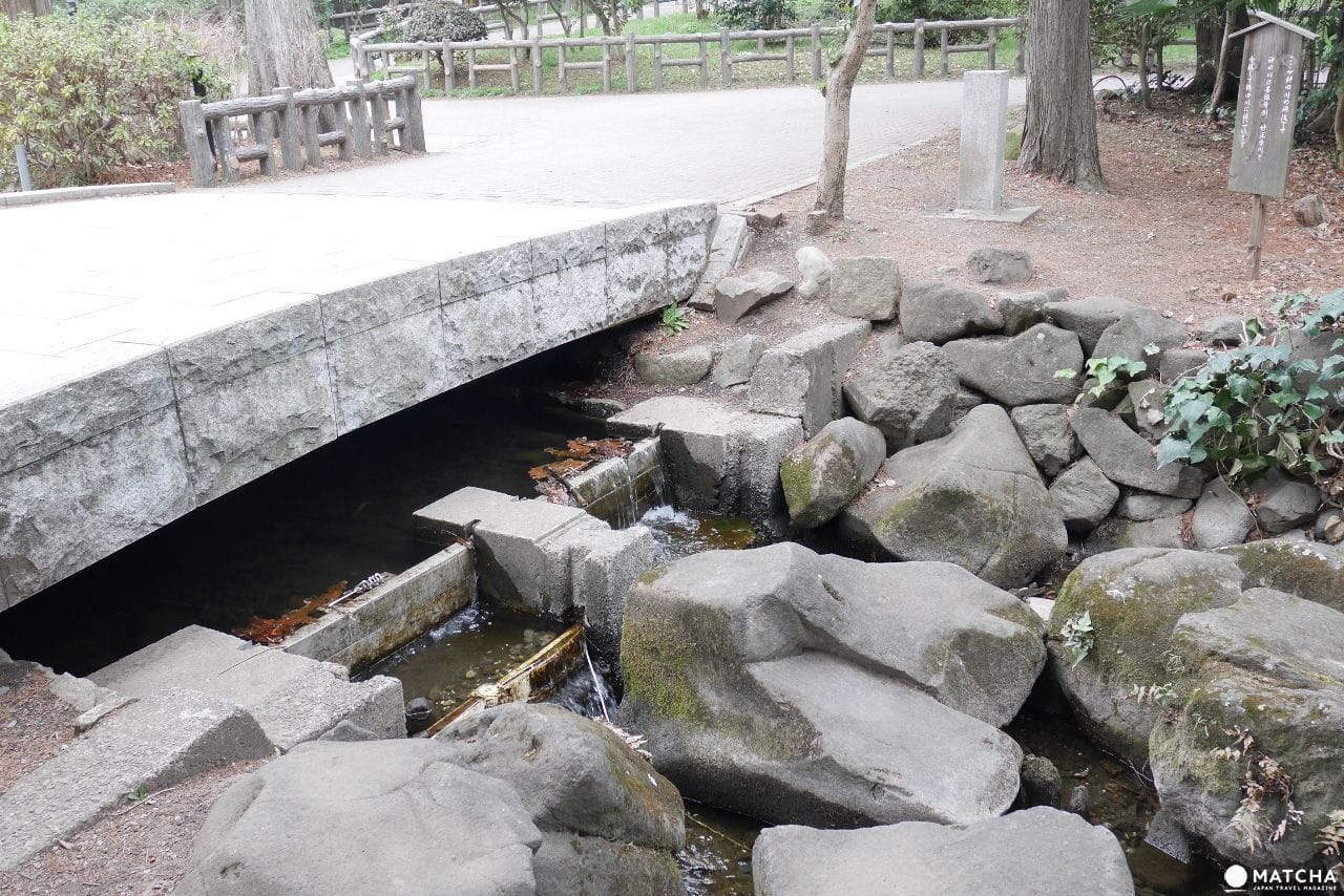 日本櫻花名所百選,吉祥寺「井之頭公園」,春天來這兒踩船、遊湖、賞櫻花! 神田川源頭