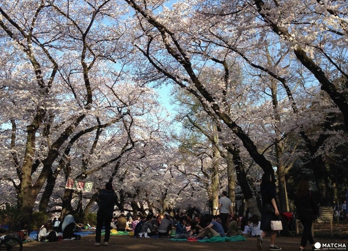 井之頭野餐 日本櫻花名所百選「井之頭公園」,春天來這兒踩船、遊湖、賞櫻花!