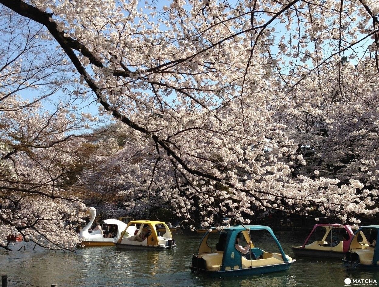 日本櫻花名所百選「井之頭公園」，春天來這兒踩船、遊湖、賞櫻花！