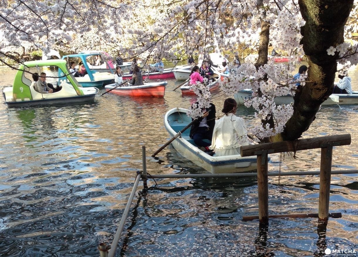 日本櫻花名所百選「井之頭公園」,春天來這兒踩船、遊湖、賞櫻花!
