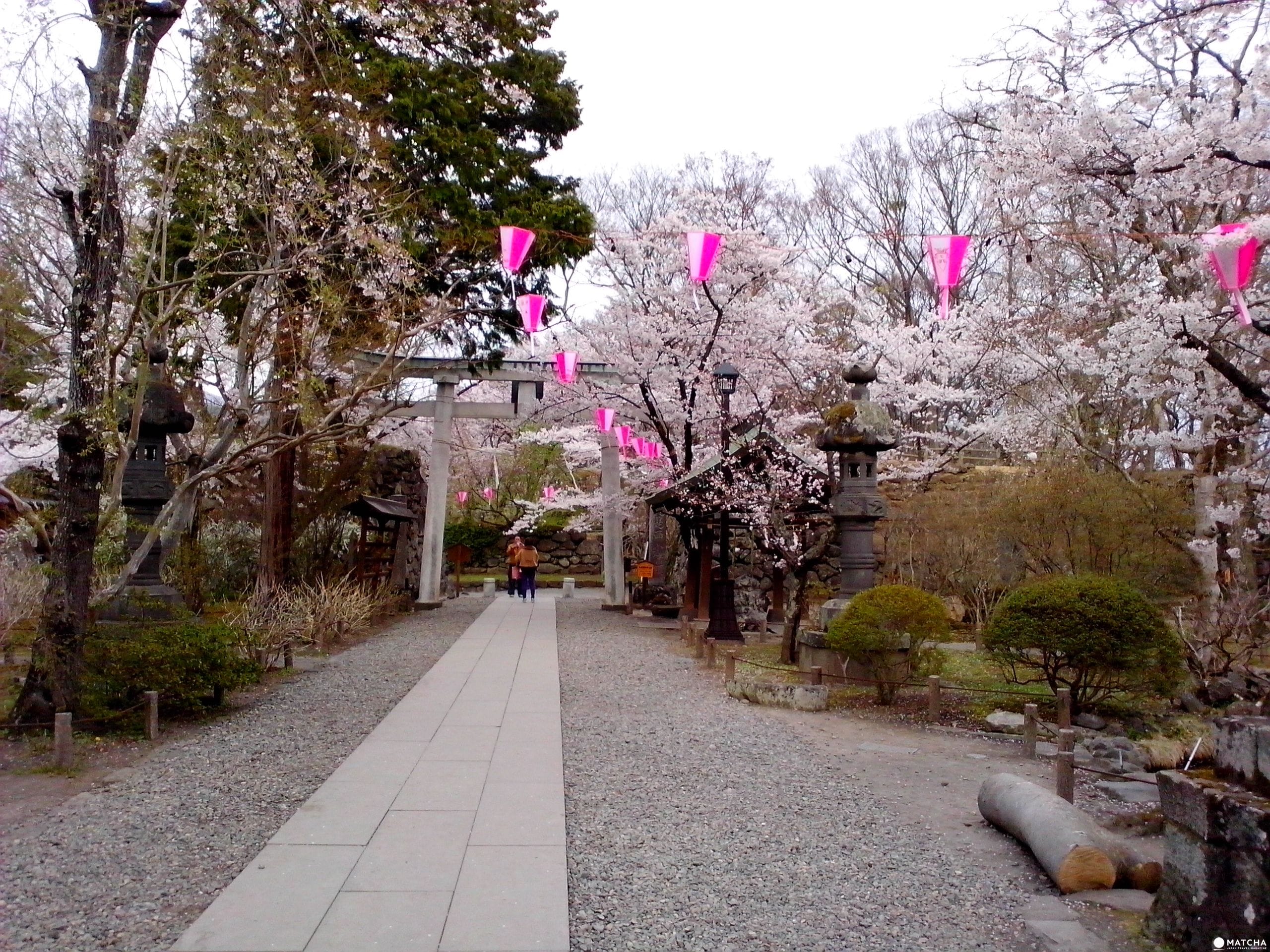 『長野』讓歷史徜徉在櫻花樹下!小諸懷古園賞櫻私房景點 櫻花季受夠人擠人!小諸懷古園私房景點大公開