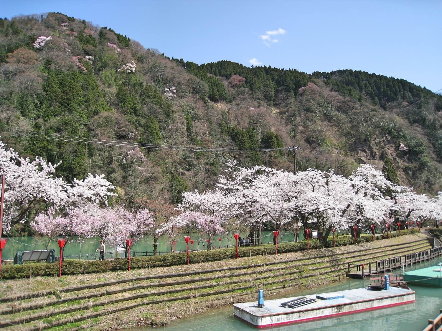 『富山縣 南砺市』日本列島最後一個秘境:庄川峽乘船賞櫻 賞櫻