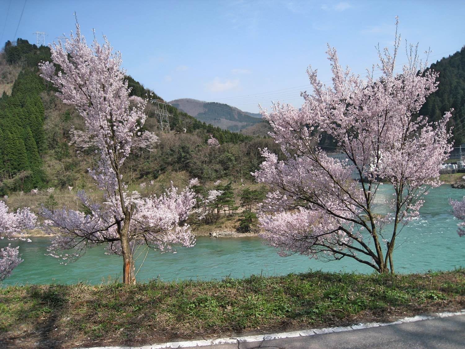 『富山縣 南砺市』日本列島最後一個秘境:庄川峽乘船賞櫻 賞櫻