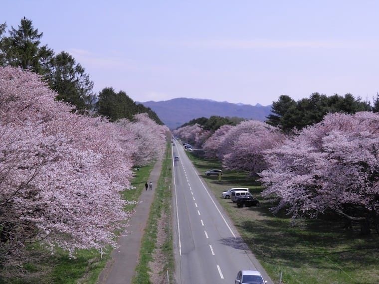 錯過三月櫻花季！晚開北海道櫻花5選