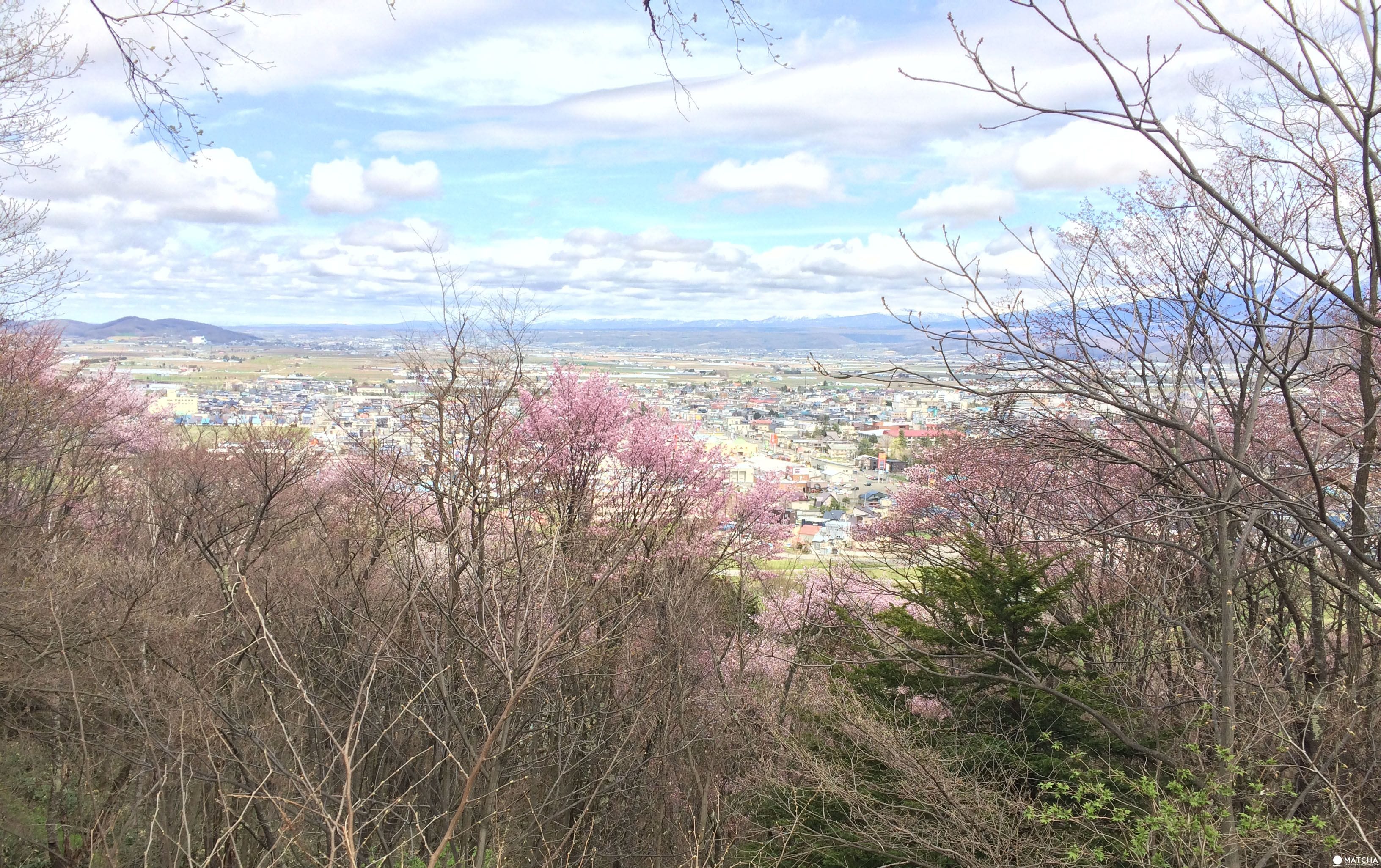 【北海道】誰說富良野只有薰衣草?富良野賞櫻私房景點 【北海道】誰說富良野只有薰衣草?五月富良野賞櫻去