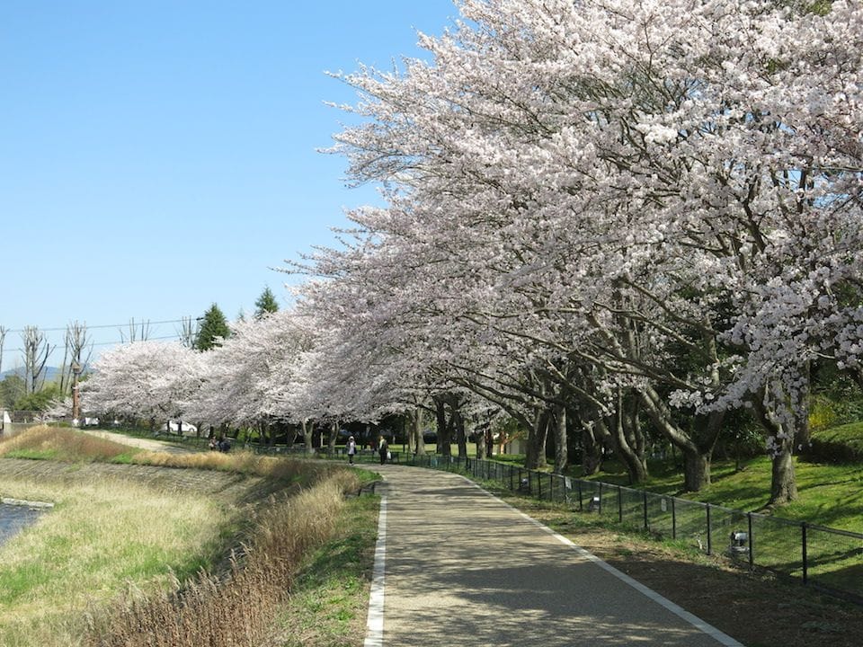 京都でゆっくりお花見を楽しみたい方必見！京都・亀岡のお花見スポット5選